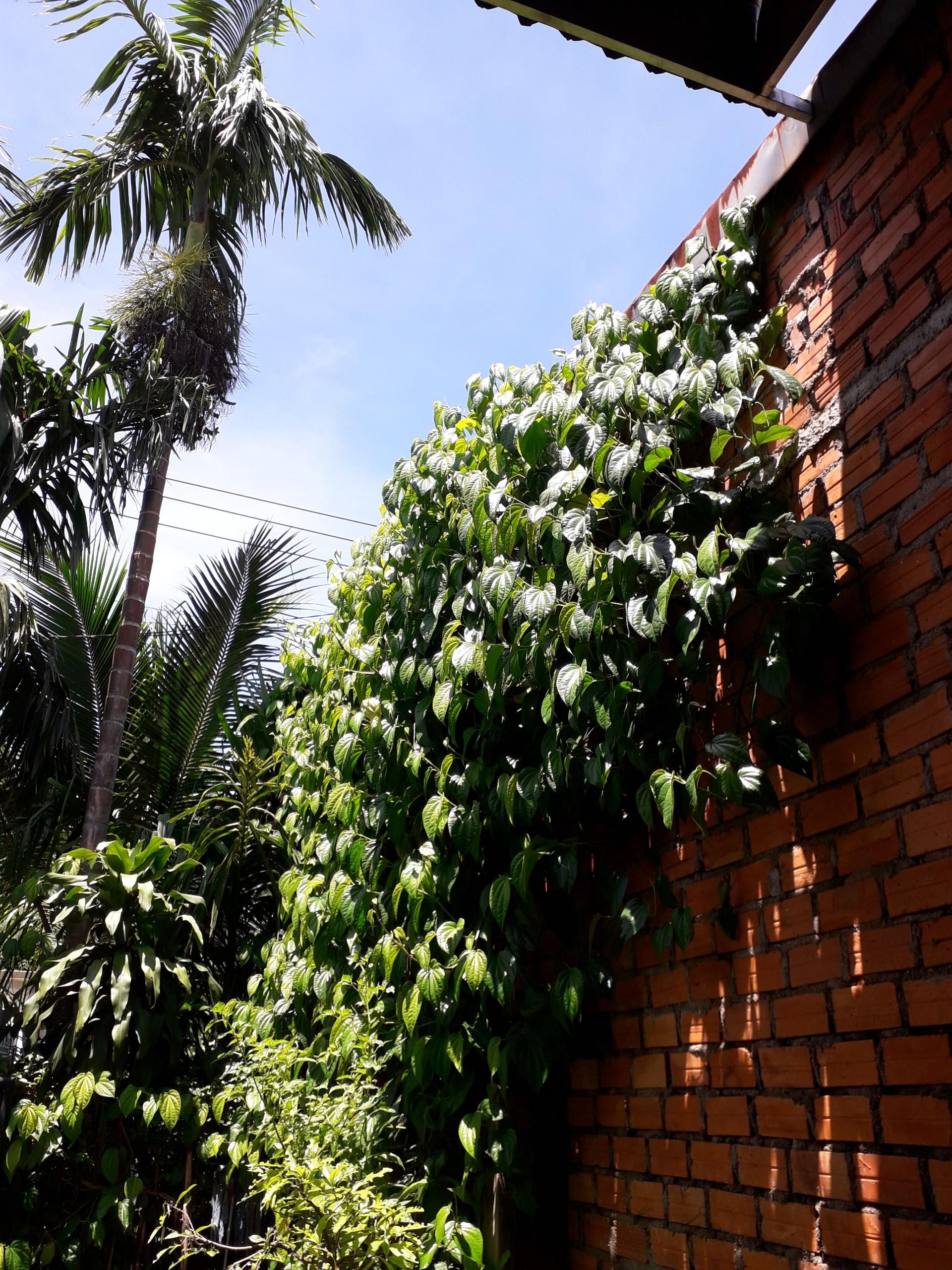 1 KG LÁ TRẦU KHÔNG TƯƠI nhà trồng