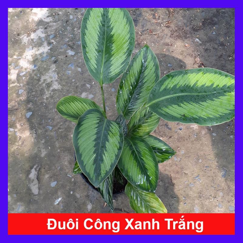 Cây đuôi công xanh trắng - Cây cảnh để bàn + tặng phân bón cho cây