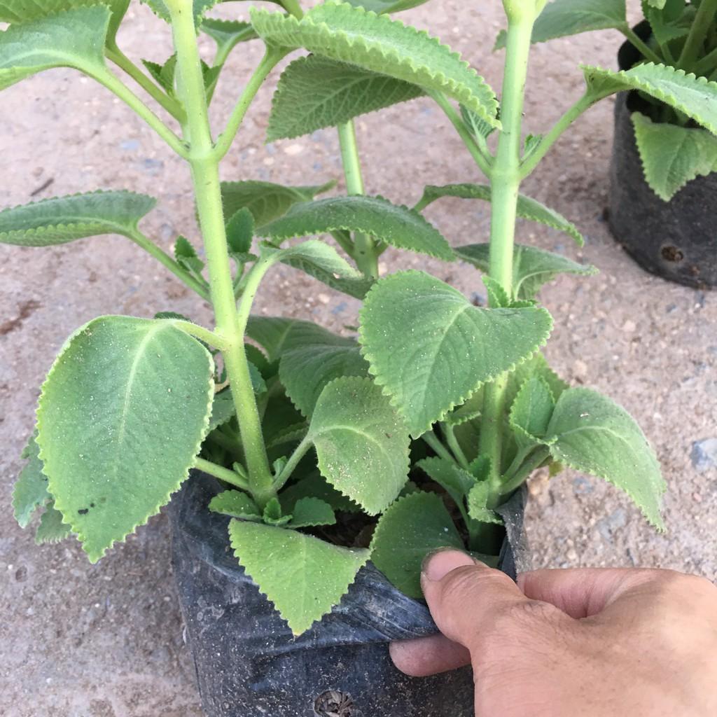 Cây Húng Chanh,Cây Gia Vị,Hương Thơm Dịu Nhẹ Tán Xum