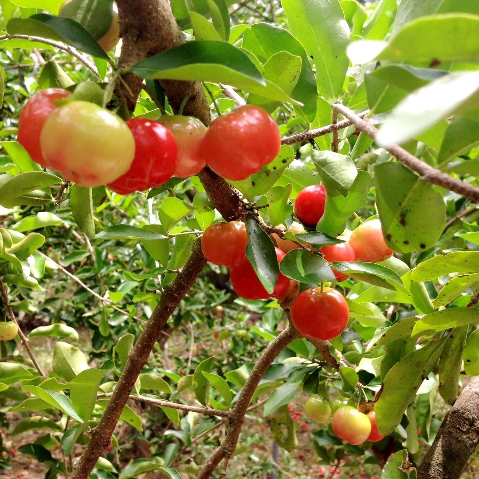 Cây Giống Sơ Ri Thái – Sơ Ri Ngọt – Cây Khỏe, Dễ Trồng, Cho Trái Nhiều, Ngọt Thanh