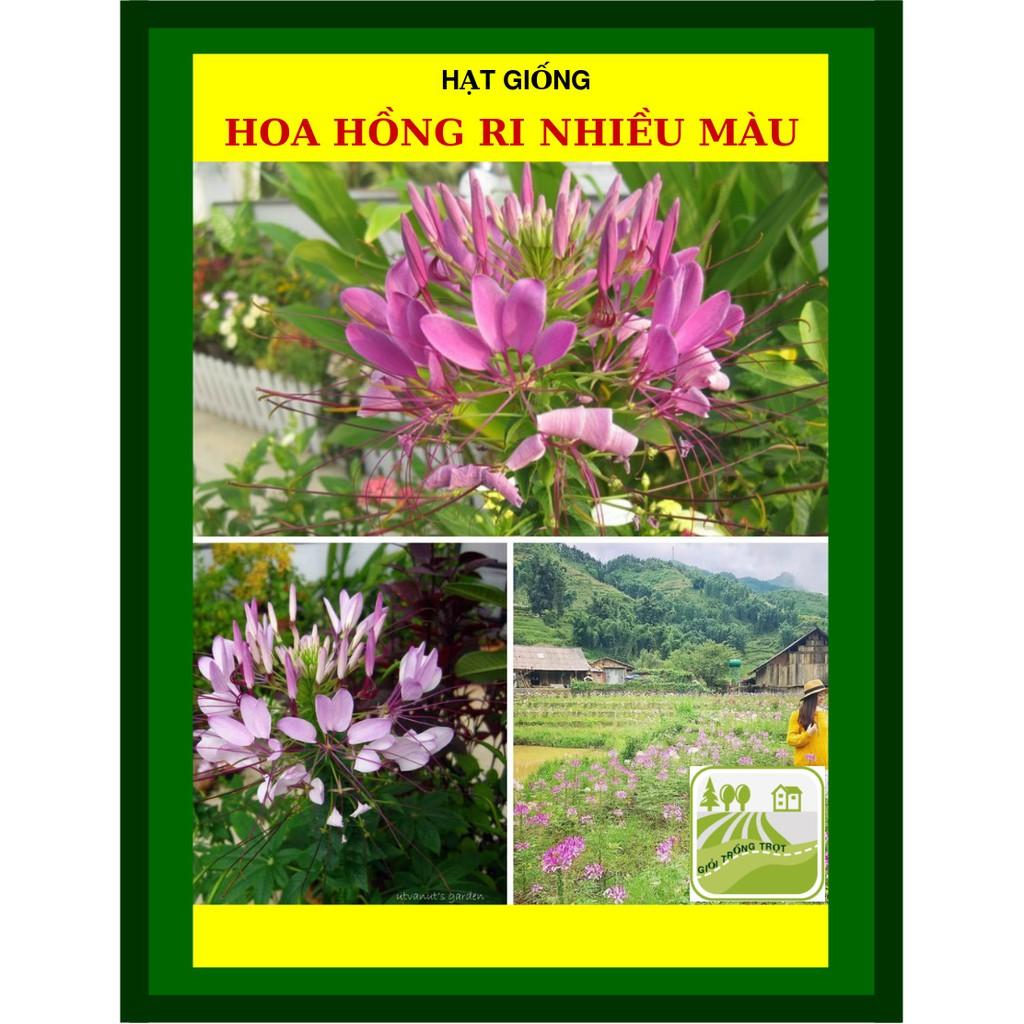 Hạt Giống Hoa Hồng Ri Nhiều Màu 10 Hạt
