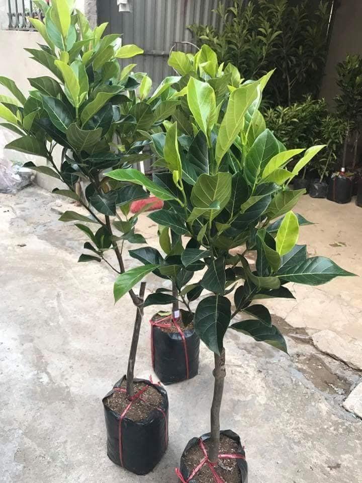 Cây MÍT ta , hàng gieo hạt