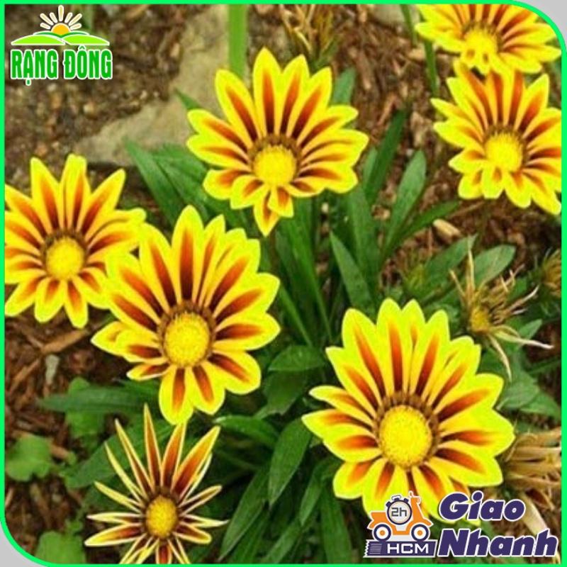 Hạt giống Hoa Cúc Huân Chương Nhiều Màu Rd 802 (0,03g~30 hạt) thân cao 20-25cm, trồng quanh năm - Hạt giống Rạng Đông