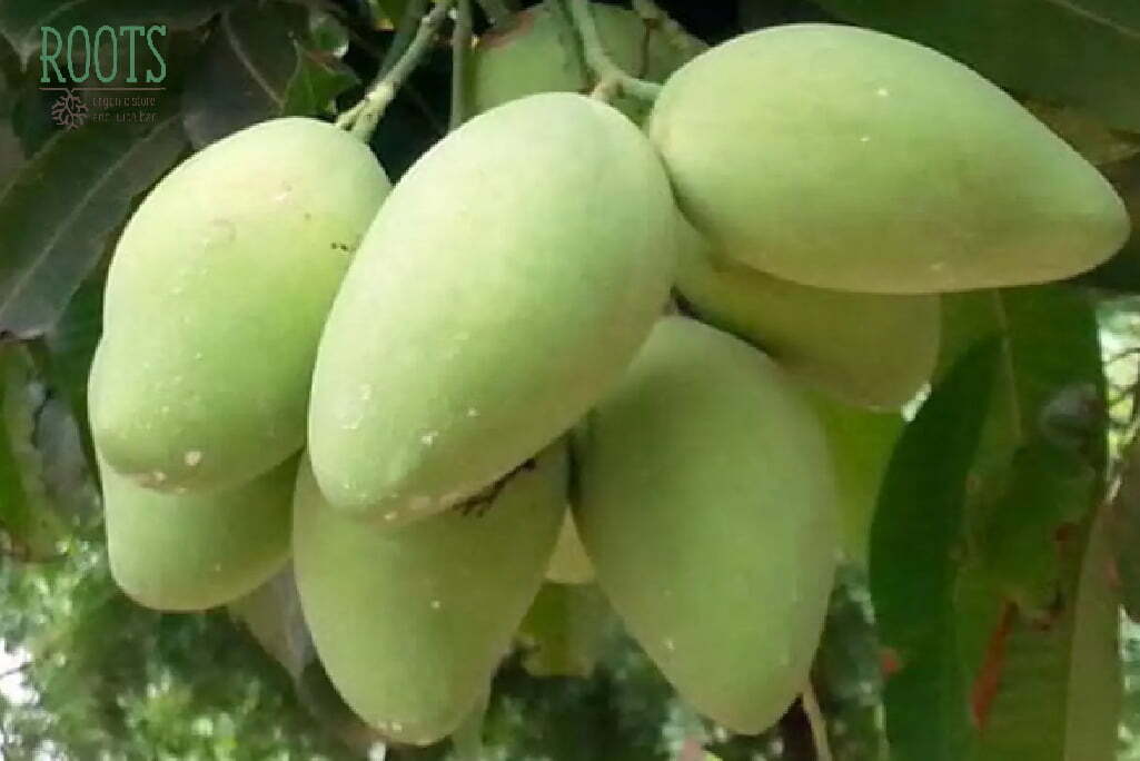 Cây giống xoài cát hòa lộc