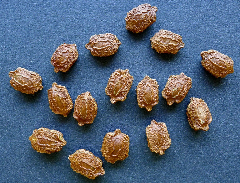 Hạt giống Khổ Qua Trái Siêu Dài Gói 10gram