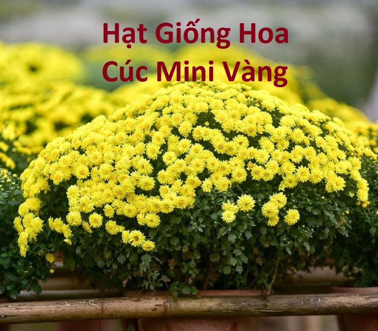 Hạt Giống Hoa Cúc Mini Vàng - Cúc Chi - Cúc 4 Mùa - gói 20 Hạt