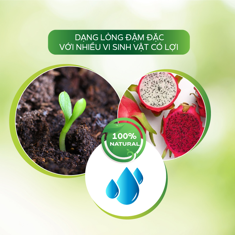 Thuốc Trị Nấm AT Phòng Trừ Đốm Nâu, Nấm Thân, Thối Cổ Rễ Nấm Tắc Kè Trên Cây Thanh Long – Fugi Can 250ml