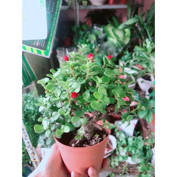 Cành Vàng Lá Ngọc