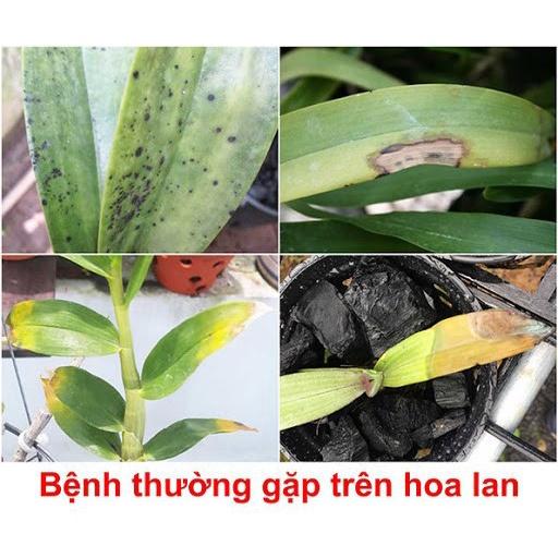 Phòng trừ thối nhũn lan Captan Gold 80WDG lọ 100g hàng nhập mỹ