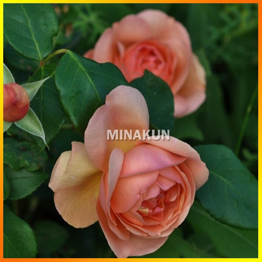 Hoa hồng ngoại Heaven On Earth Rose sang chảnh cực thơm