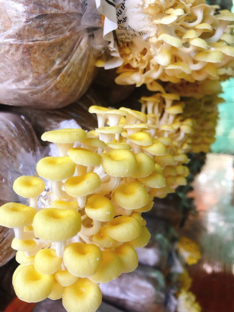Combo 10 Phôi Nấm Hoàng Kim