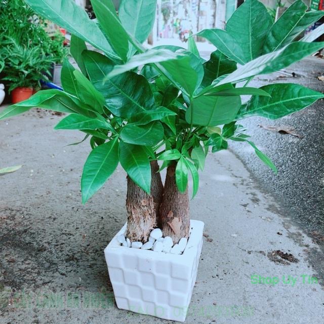 Chậu Kim Ngân 3 Thân