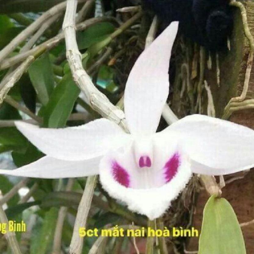 Phi điệp 5 cánh trắng MẮT NAI - hàng gieo hạt