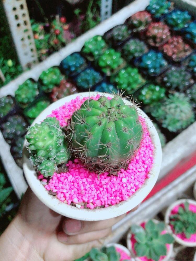 Chậu Cây Xương Rồng