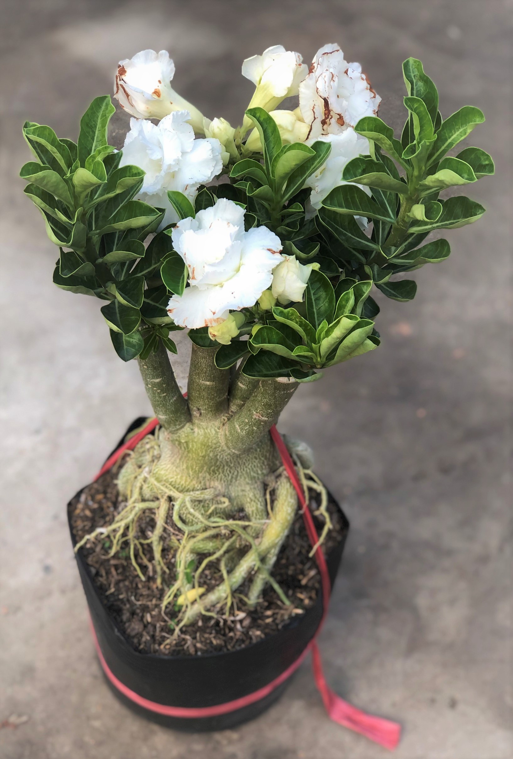 Chậu sứ thái gốc to bông kép hoa màu trắng trồng nơi có nhiều nắng