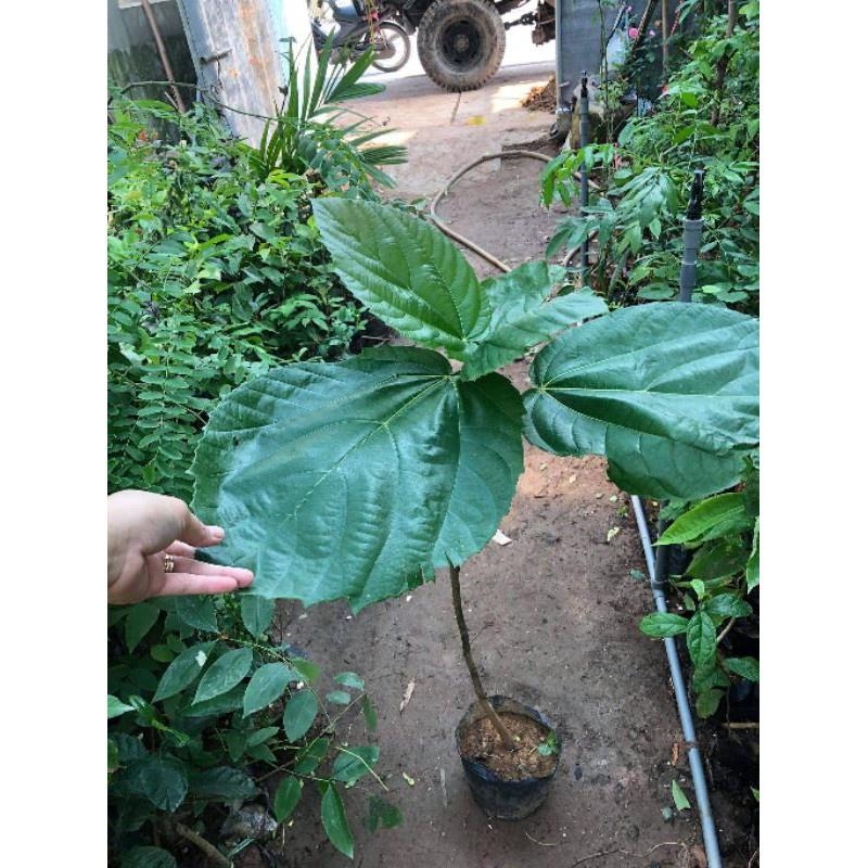 Cây Giống Chuẩn Cây Vả Mật
