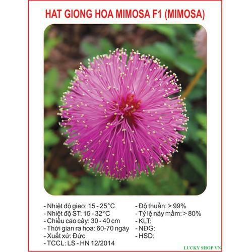 COMBO 5 GÓI HẠT GIỐNG HOA MIMOSA -HOA TRINH NỮ MIXX MÀU