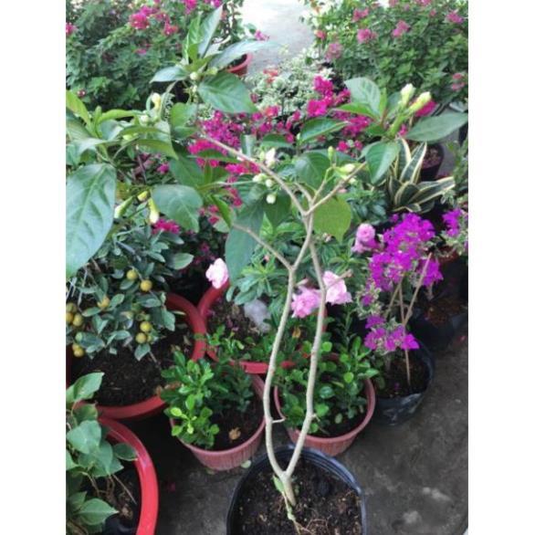 Cây lài hoa hoa to hoa kép rất thơm