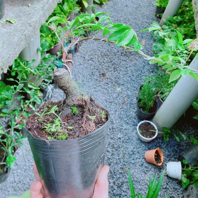 Cây Khế Bonsai