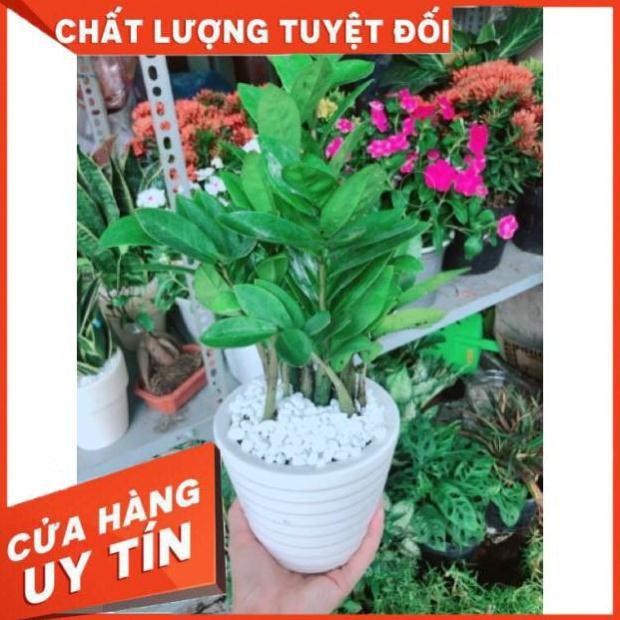 Chậu kim phát tài hay kim tiền