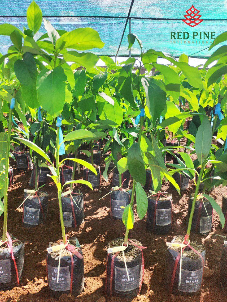 Cây giống bơ 034
