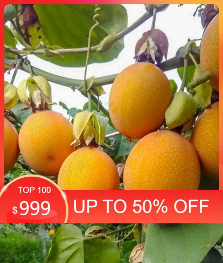 Hạt Giống Chanh Leo Vàng Ngọt F1 Xuất Sứ Colombia Giống Cao Sản