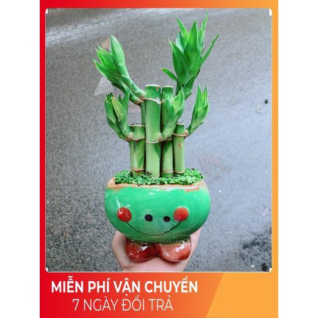 Chậu Trúc Phát Tài