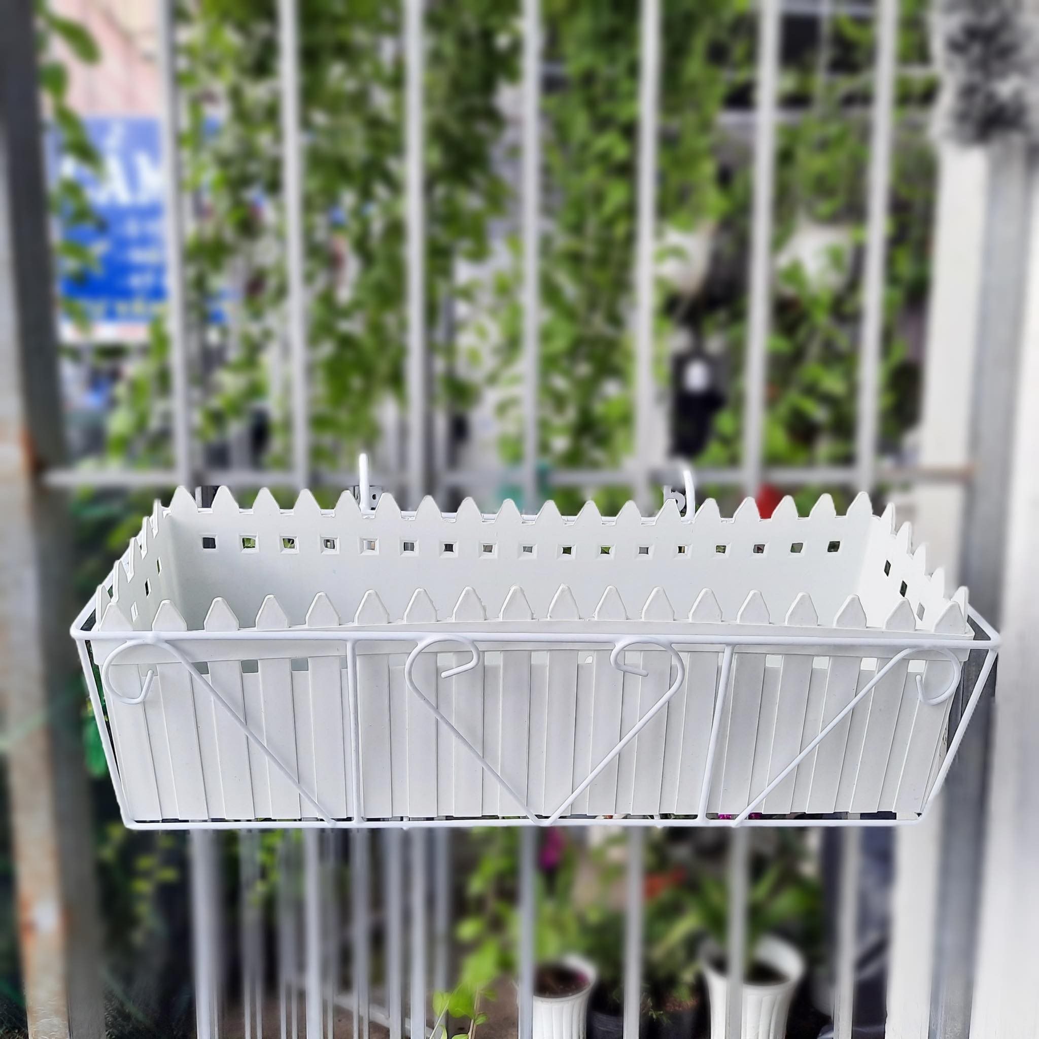 Chậu HÀNG RÀO xinh xắn 3 size