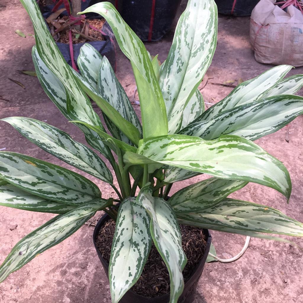 Cây Ngân Hậu Phong Thuỷ Size Lớn 45cm Màu Lá Bắt Mắt,Thích Hợp Trang Trí Nội Thất