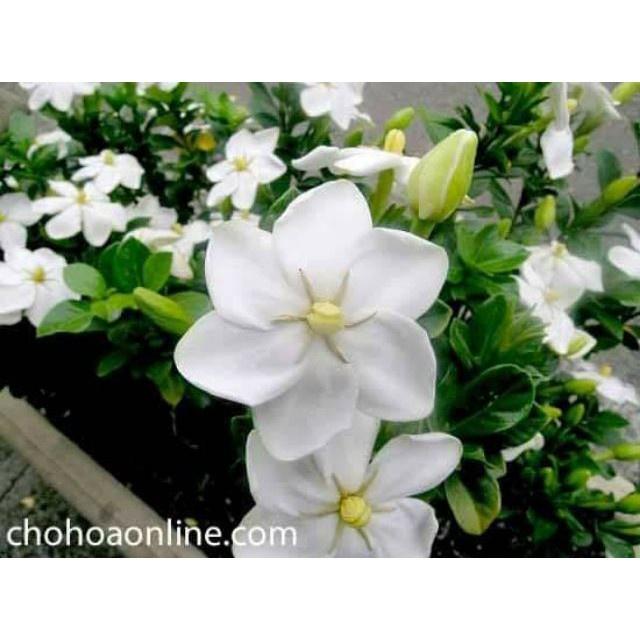 Cây giống Hoa Dành Dành tặng 2 cây chè xanh