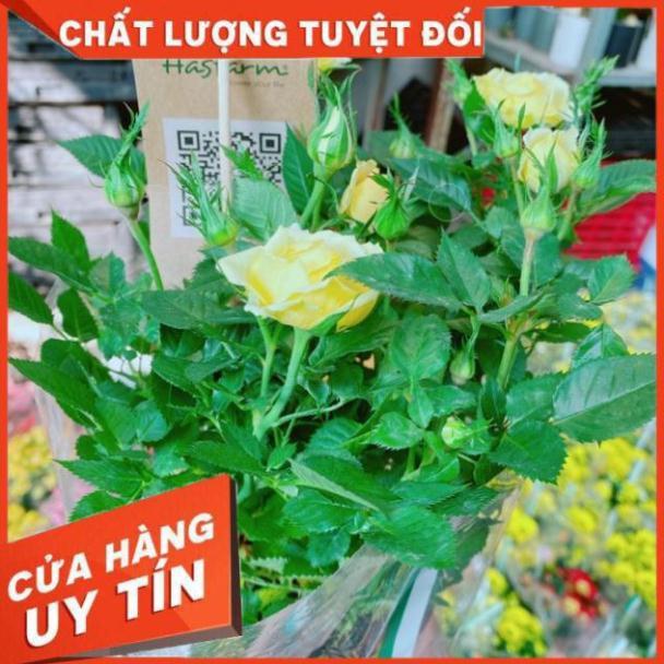 Chậu hoa hồng đạt lạt màu vàng