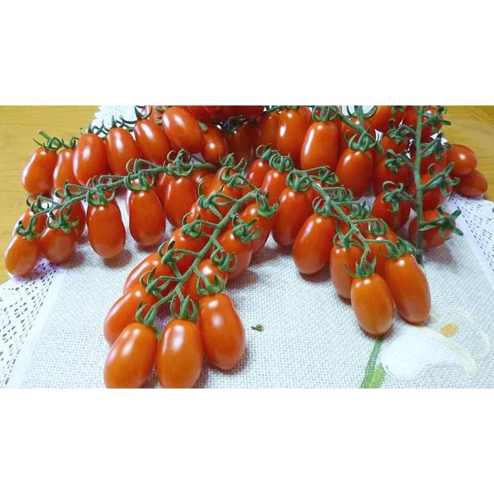 Hạt giống Cà chua bi chùm, cà chua cherry, cà chua chuỗi ngọc siêu quả tỷ lệ nảy mầm cao Dễ trồng