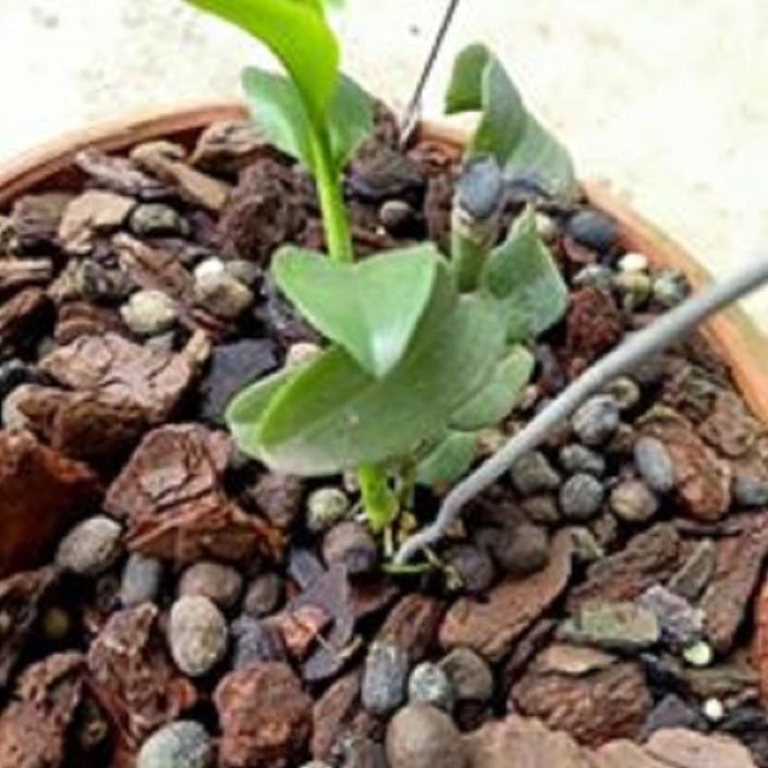 Hoa lan phi điệp - 5ct củ chi + 700g phân thỏ hữu cơ