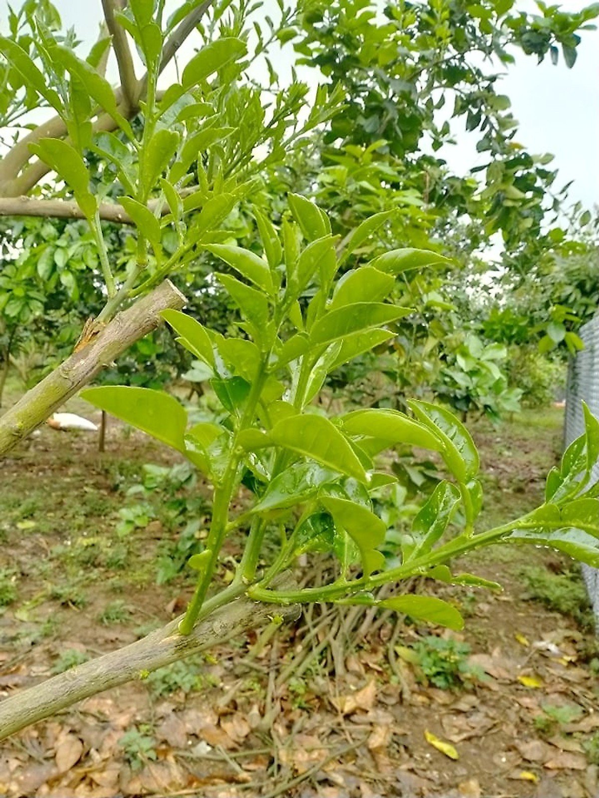 SIÊU PHỤC HỒI CÂY CTBIO - phân hữu cơ