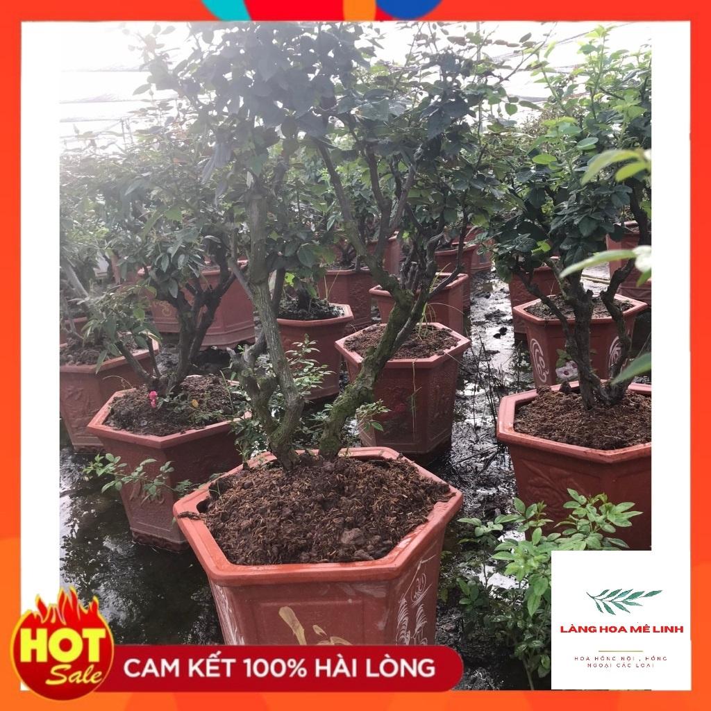 Hoa hồng bonsai– Hoa hồng thế nghệ thuật dành cho người yêu hoa.