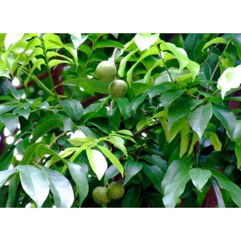 Cây sấu choai tặng 2 cây chè xanh