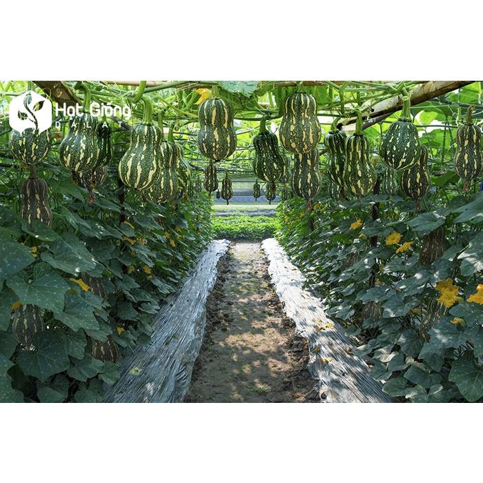 HẠT GIỐNG BÍ ĐỎ HẠT ĐẬU