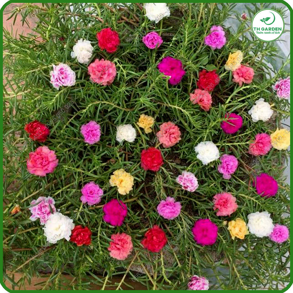 Hạt Giống Hoa Mười Giờ Mỹ Cánh Kép Bông To - Hạt Giống Dễ Trồng Dễ Chăm Sóc, Hoa Thơm, Bền Màu, Lâu Tàn