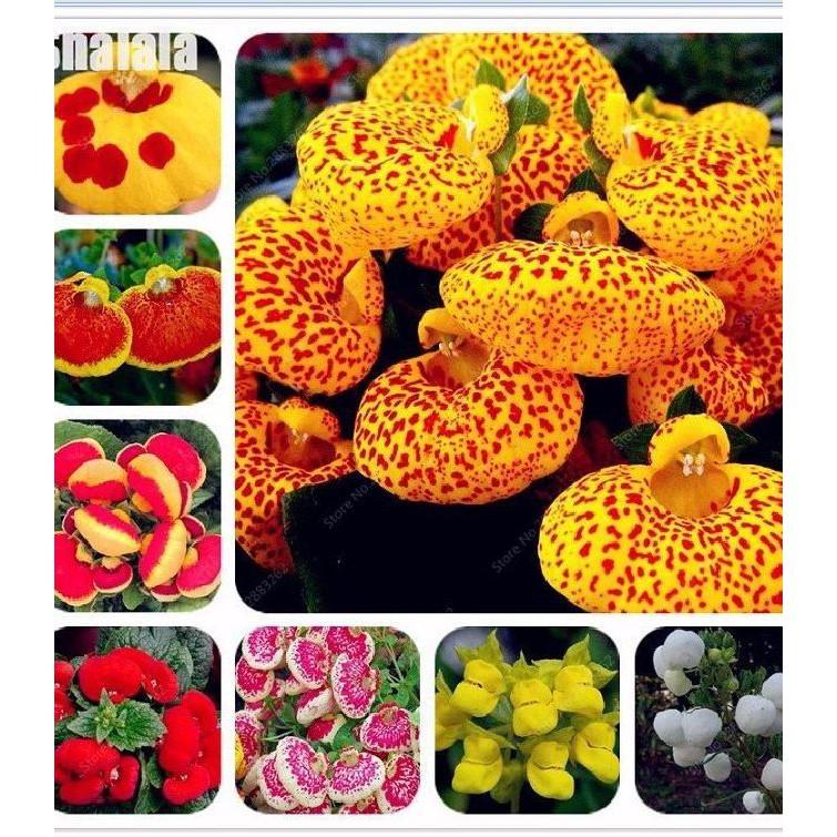Hạt giống hoa Huyền sâm F1 Nhiều Màu – 50Hạt/gói