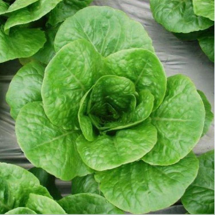 Hạt giống xà lách Romain xanh - 0.2gr/gói
