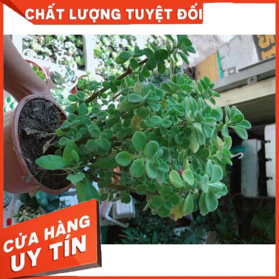 Sen đá nhất mạc hương kèm chậu sứ Nhiều Người Mua