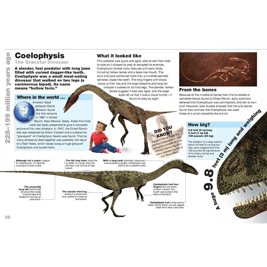 Dinosaurs Life Size: Discover How Big They Really Were