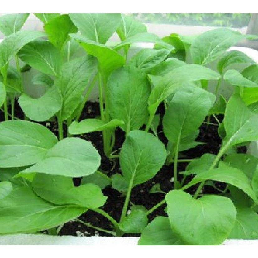 Hạt giống rau cải ăn non baby - Gói 1kg