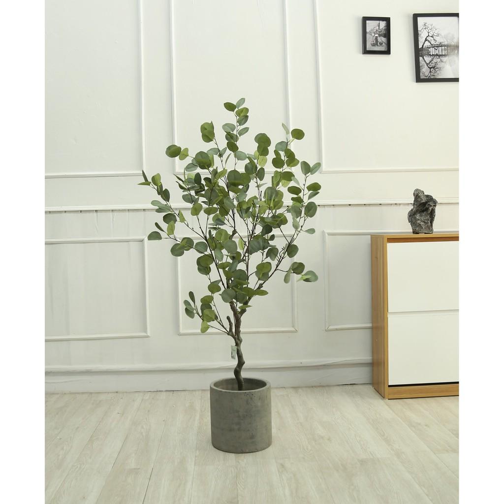 Cây bạch đàn Bắc Âu 1.3M