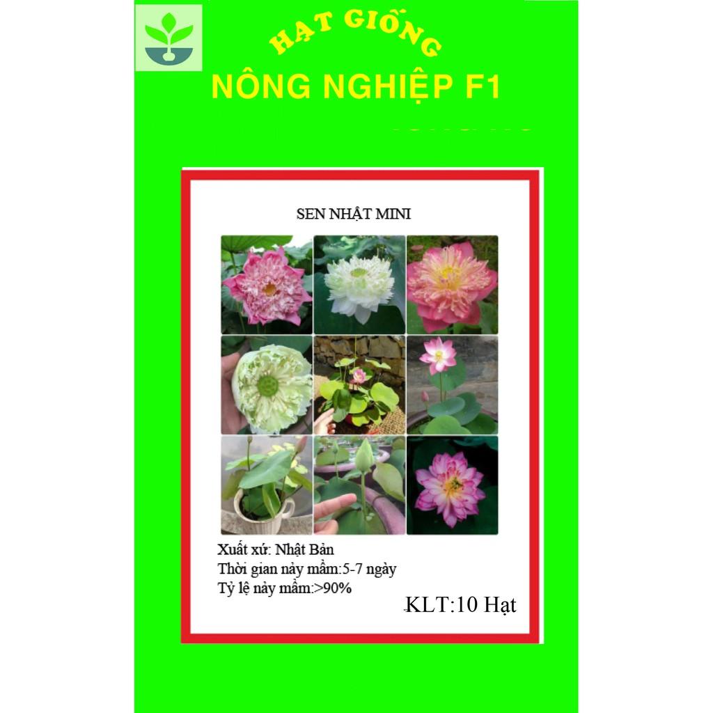 Gói 10 hạt giống sen nhật mini nhiều màu