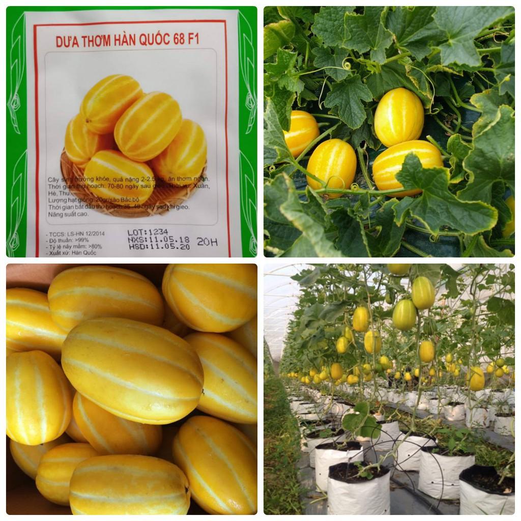 Combo 4 gói hạt giống dưa dễ trồng  Kèm gói kích mầm hạt