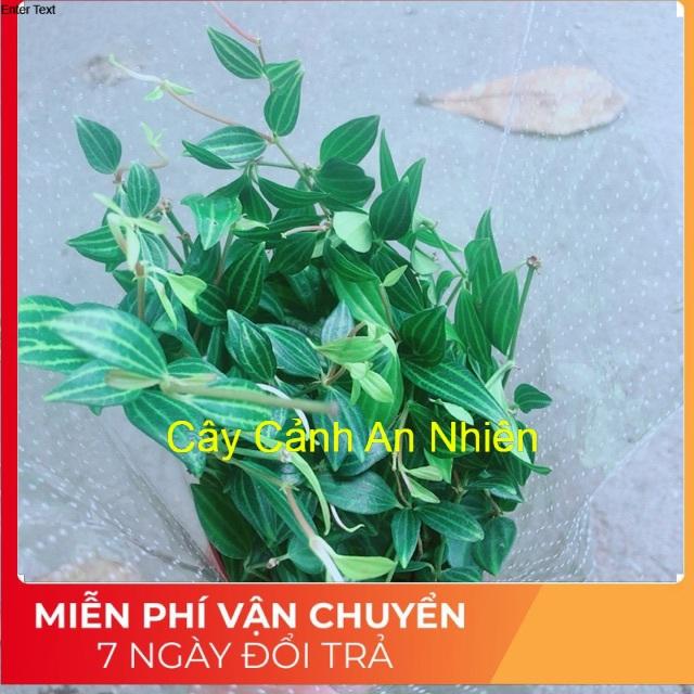 Cây Bình An Xanh