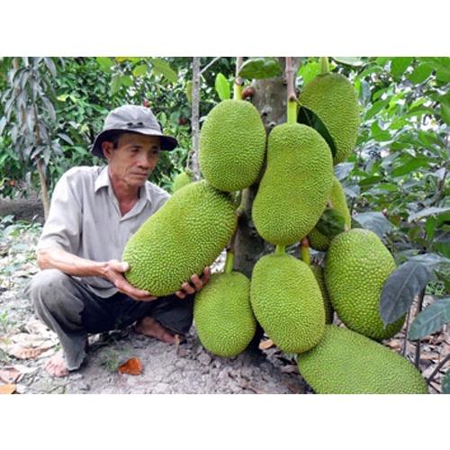 CÂY GIỐNG MÍT TỨ QUÝ DA XANH SIÊU QUẢ SIÊU NGỌT.CAM KẾT GIỐNG CHUẨN, BẢO HÀNH CHUẨN F1