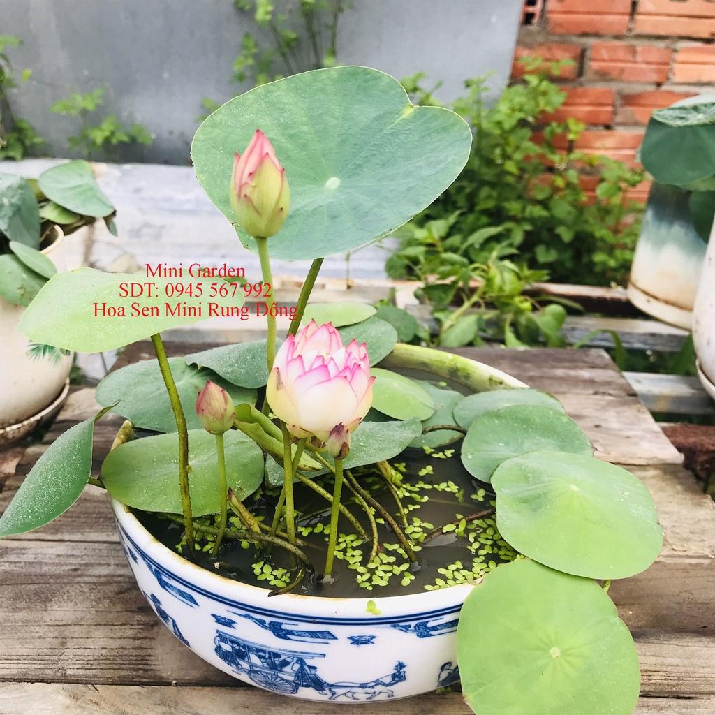 Củ Hoa Sen Mini Rung Động