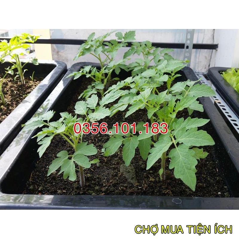 Combo 3 bao Đất Hữu Cơ Trồng Rau tặng Hạt Giống rau Cải